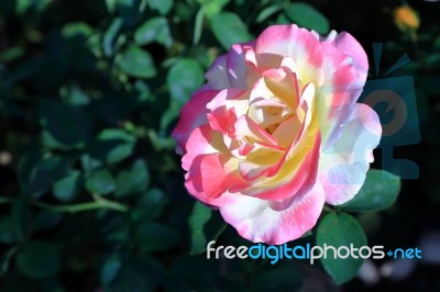 Double Delight Rose Stock Photo