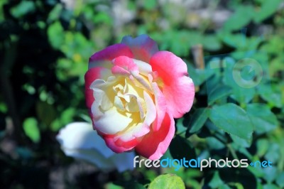 Double Delight Rose Stock Photo