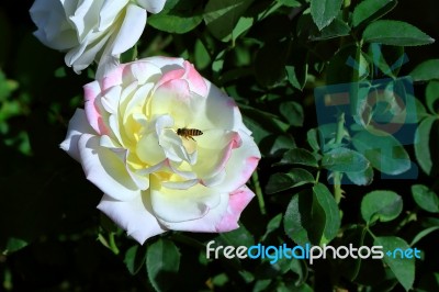 Double Delight Rose Stock Photo