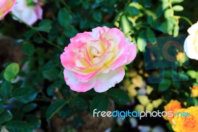 Double Delight Rose Stock Photo