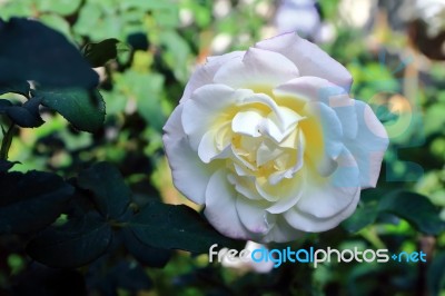 Double Delight Rose Stock Photo