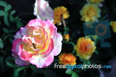 Double Delight Rose Stock Photo