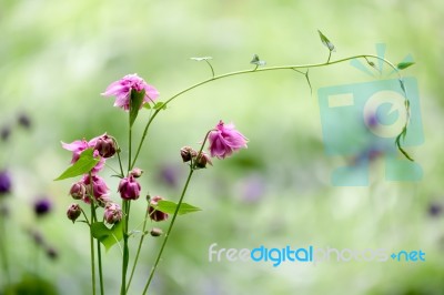 Double Flower Of A Pink Columbine (aquilegia Vulgaris) Stock Photo