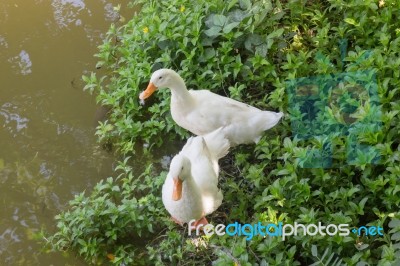 Double Geese Beside Of Water Lake Stock Photo