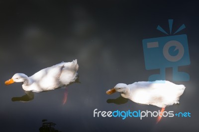 Double Geese Swimming In Lake Stock Photo