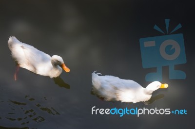 Double Geese Swimming In Lake Stock Photo