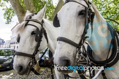 Double Horse Carriage Parked Stock Photo