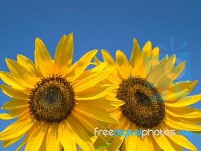 Double Yellow Sunflowers Stock Photo