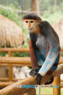 Douc Langur Monkey Pygathrix Nemaeus Stock Photo