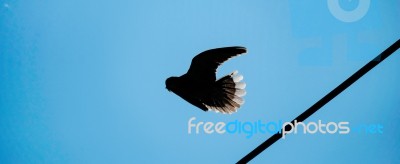 Dove Fly From The Wires Cable Stock Photo