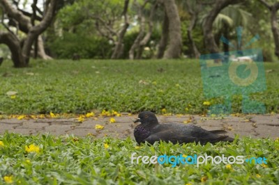 Dove Sitting Amidst A Park Stock Photo