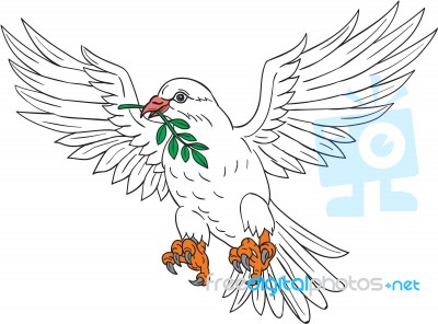 Dove With Olive Leaf Drawing Stock Image