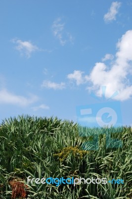 Dragon Blood Tree (sky Background) Stock Photo