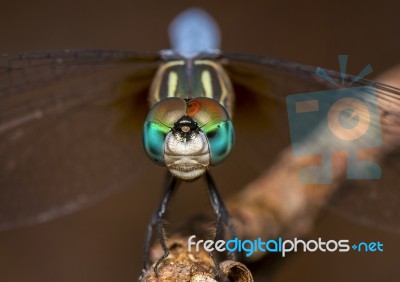 Dragon Fly Stock Photo