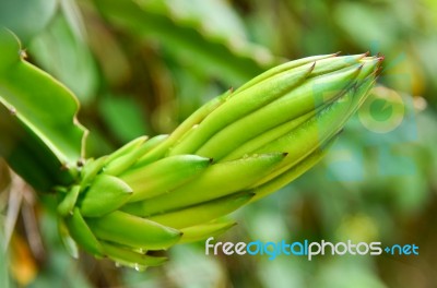 Dragon Fruit Stock Photo