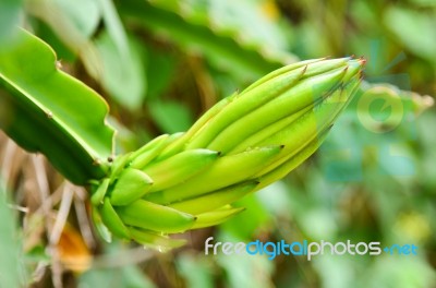 Dragon Fruit Stock Photo