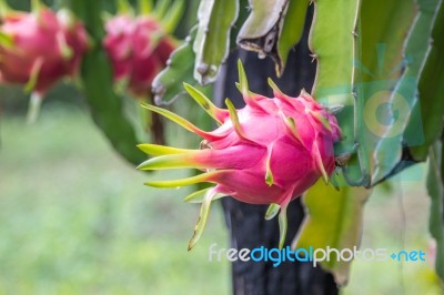 Dragon Fruit Stock Photo