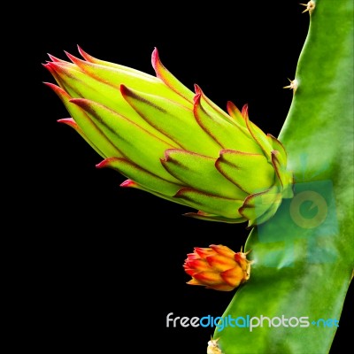 Dragon Fruit Bud On Tree Isolated On Black Background,with Clipp… Stock Photo