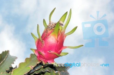 Dragon Fruit On Tree Stock Photo