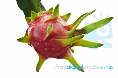 Dragon Fruit On Tree Isolate On White Background Stock Photo