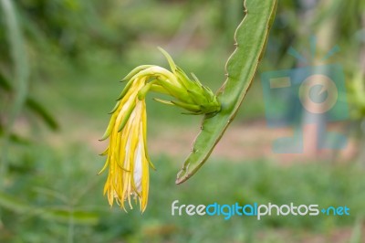 Dragon Fruit Or Pitaya On Tree In The Garden. The Dragon Fruits Stock Photo