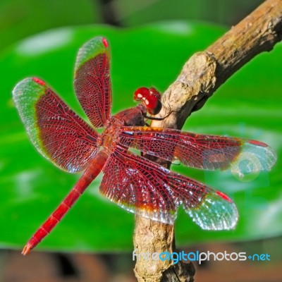 Dragonfly Stock Photo