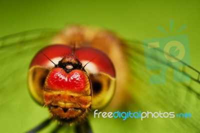 Dragonfly Stock Photo