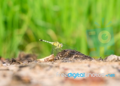 Dragonfly Stock Photo