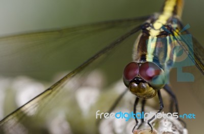 Dragonfly Stock Photo