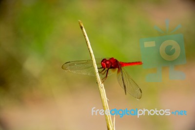 
Dragonfly Stock Photo