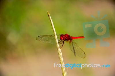 
Dragonfly Stock Photo