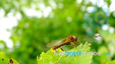 Dragonfly Stock Photo