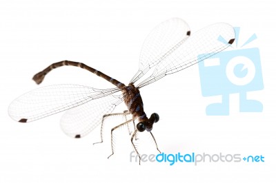 Dragonfly Stock Photo