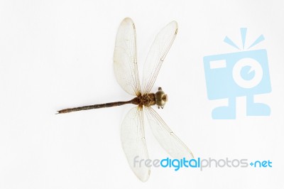 Dragonfly Stock Photo