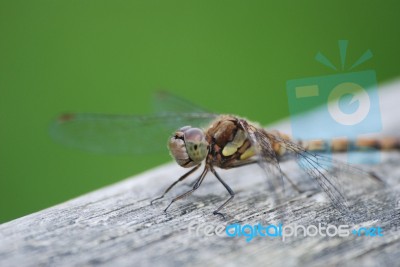 Dragonfly Stock Photo