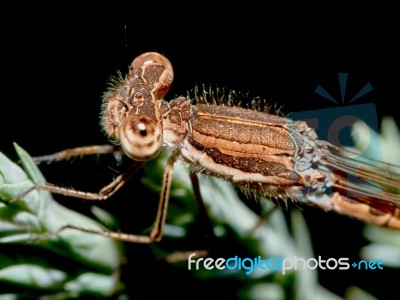 Dragonfly Arrow In The Summer Garden Stock Photo