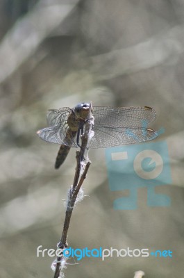 Dragonfly Closeup Stock Photo