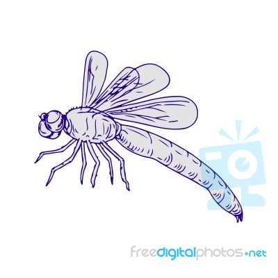 Dragonfly Flying Drawing Side Stock Image