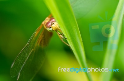 Dragonfly In Garden Stock Photo