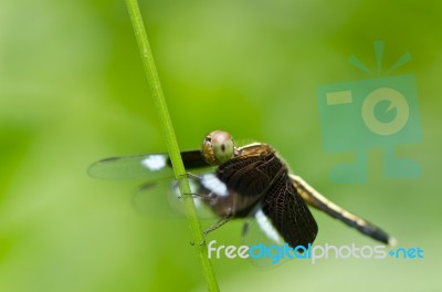 Dragonfly In Green Nature Stock Photo