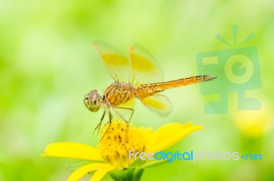 Dragonfly In Green Nature Stock Photo