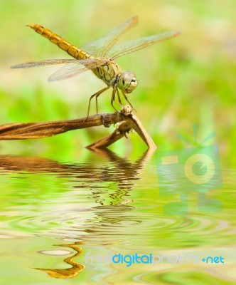 Dragonfly In Nature Stock Photo