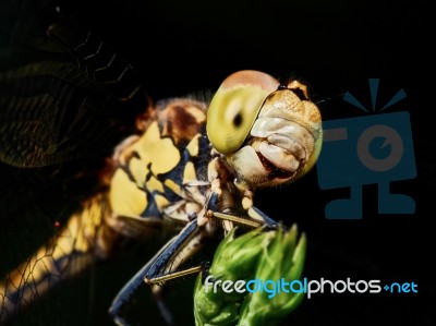 Dragonfly In The Garden Stock Photo