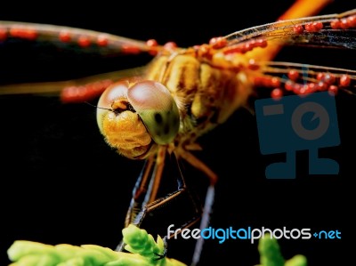 Dragonfly In The Garden Stock Photo