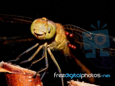 Dragonfly In The Garden Stock Photo