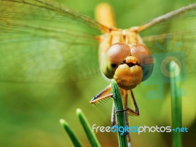 Dragonfly In The Garden Stock Photo