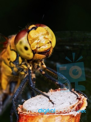 Dragonfly In The Garden Stock Photo