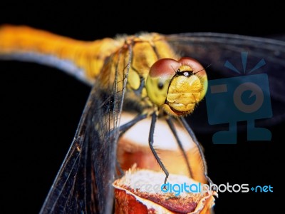 Dragonfly In The Garden Stock Photo