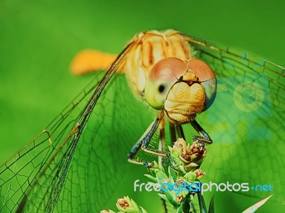 Dragonfly In The Garden Stock Photo