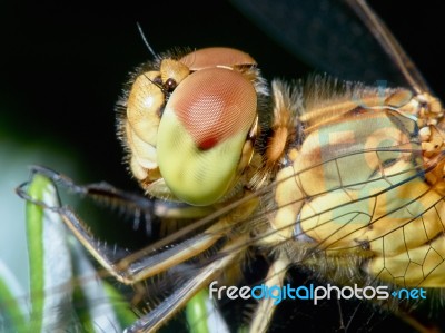 Dragonfly In The Garden Stock Photo